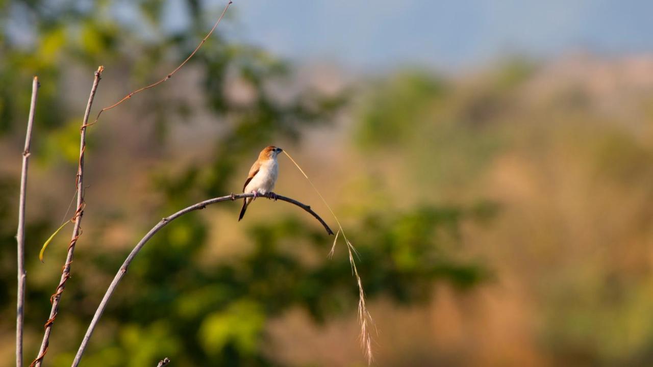 Dera Baghdarrah Nature Retreat Udaipur Exteriör bild