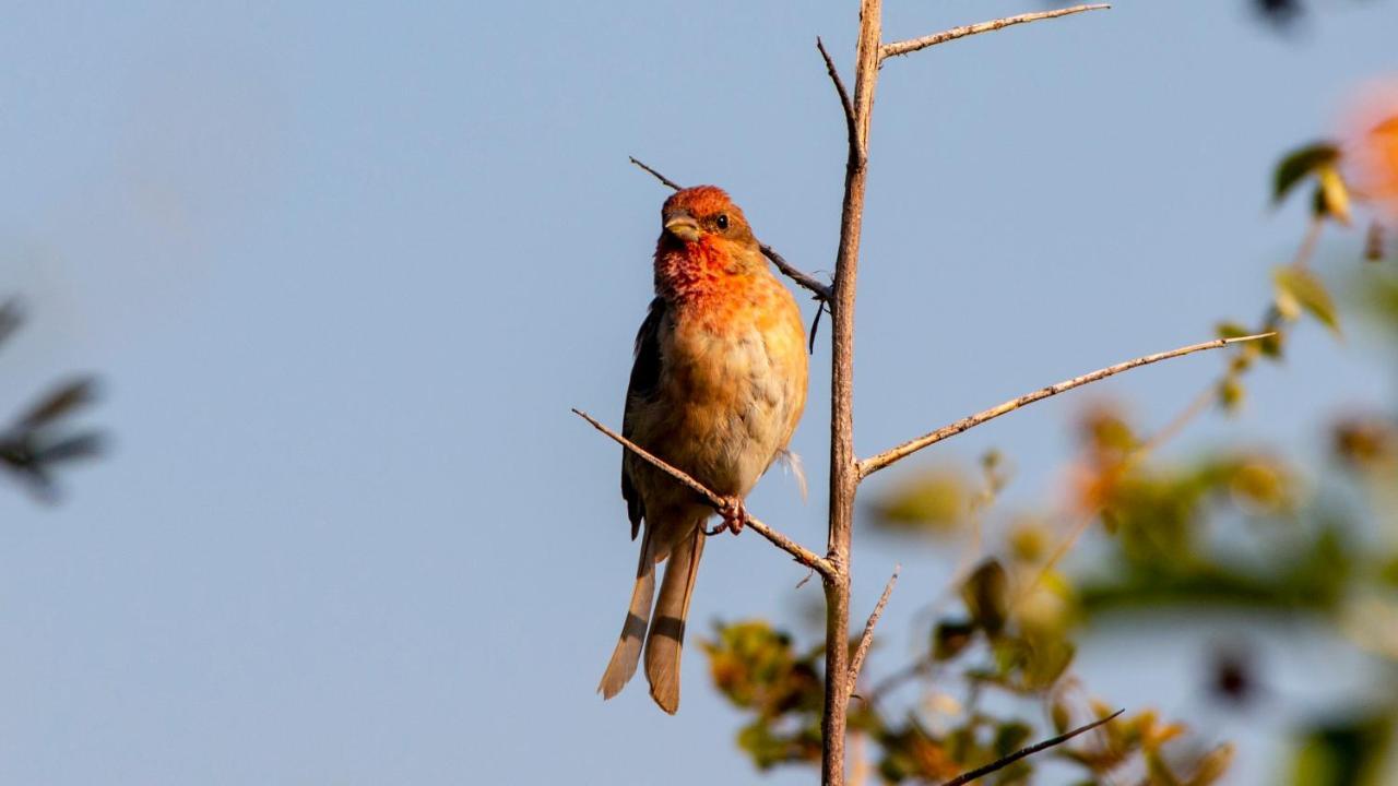 Dera Baghdarrah Nature Retreat Udaipur Exteriör bild