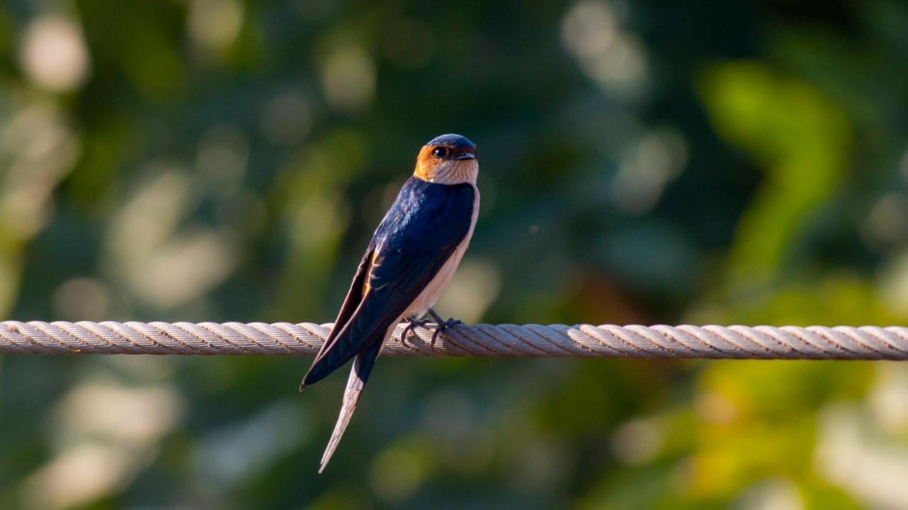 Dera Baghdarrah Nature Retreat Udaipur Exteriör bild