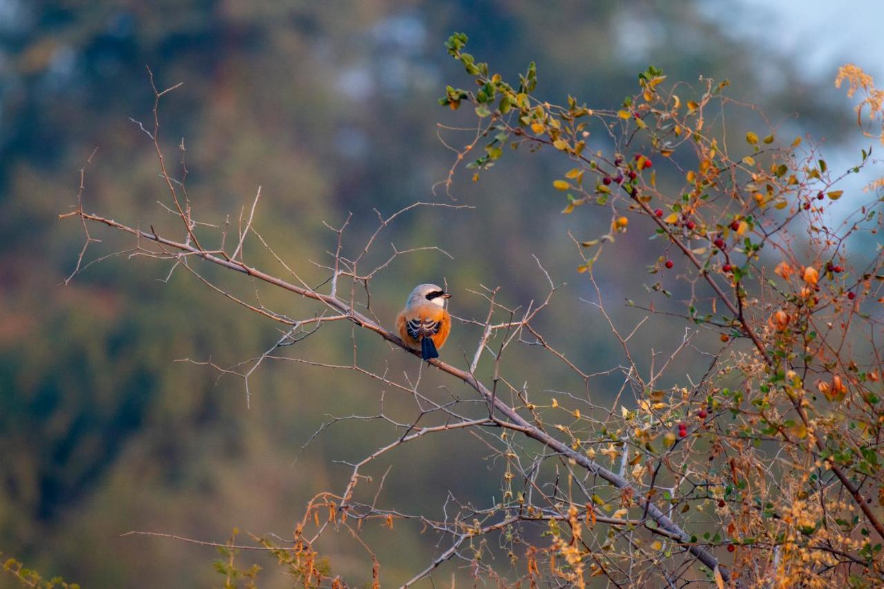 Dera Baghdarrah Nature Retreat Udaipur Exteriör bild