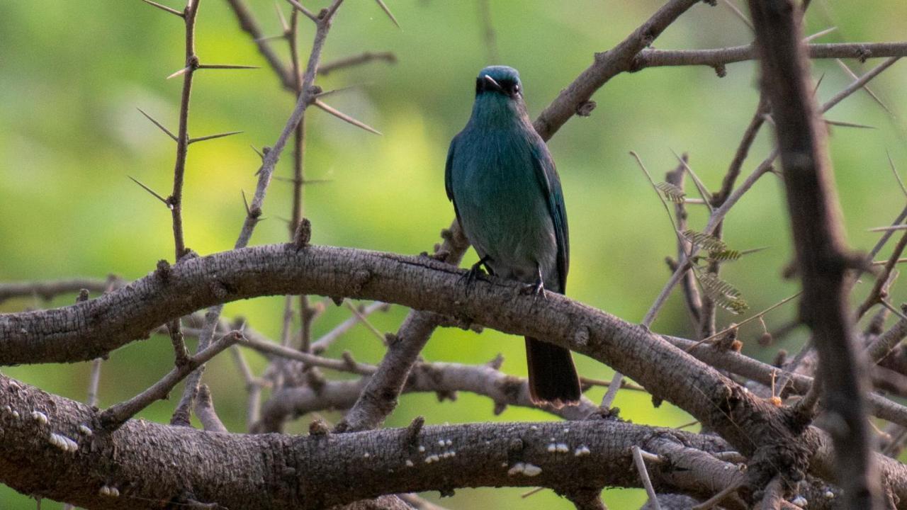 Dera Baghdarrah Nature Retreat Udaipur Exteriör bild