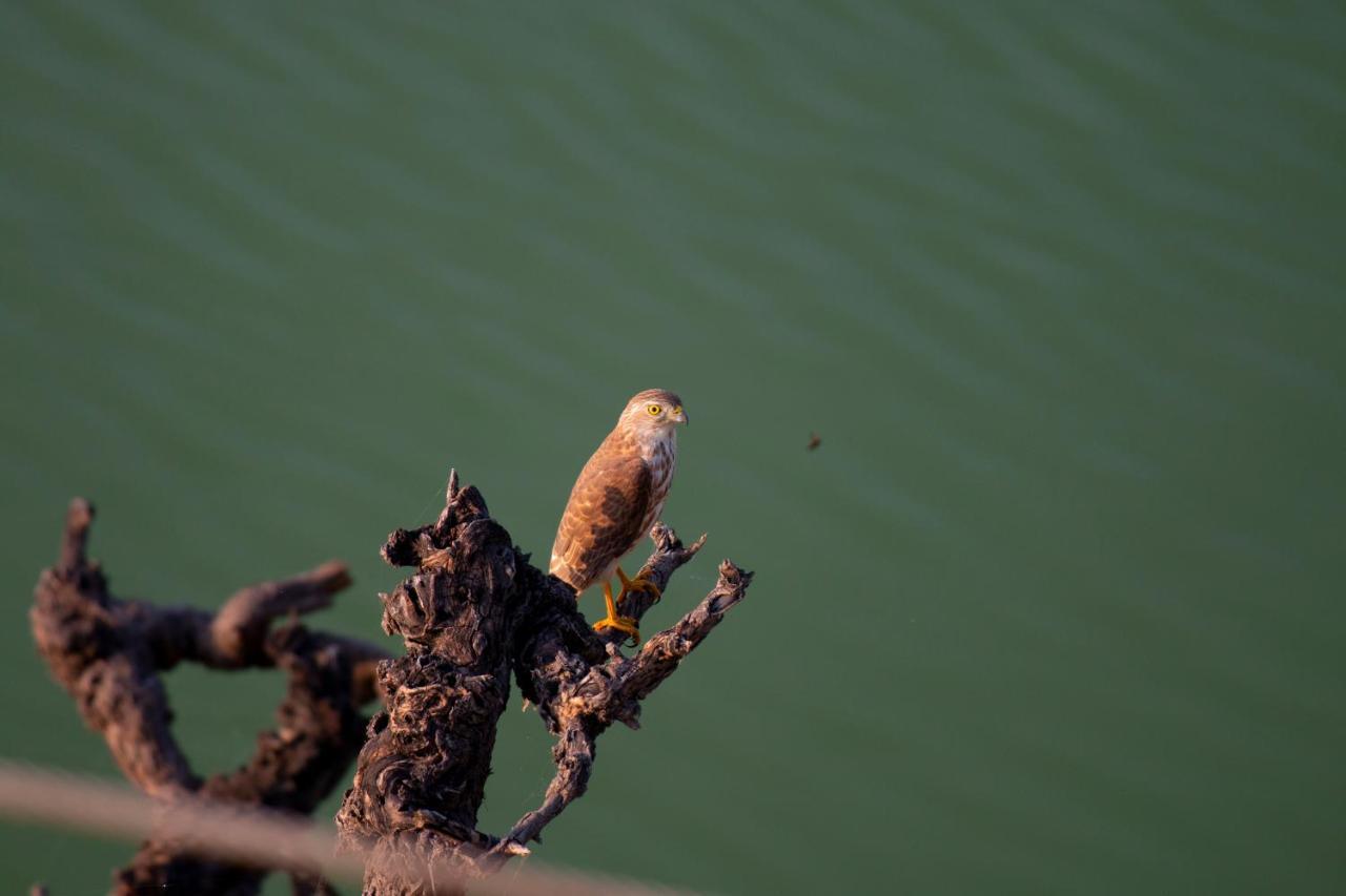 Dera Baghdarrah Nature Retreat Udaipur Exteriör bild